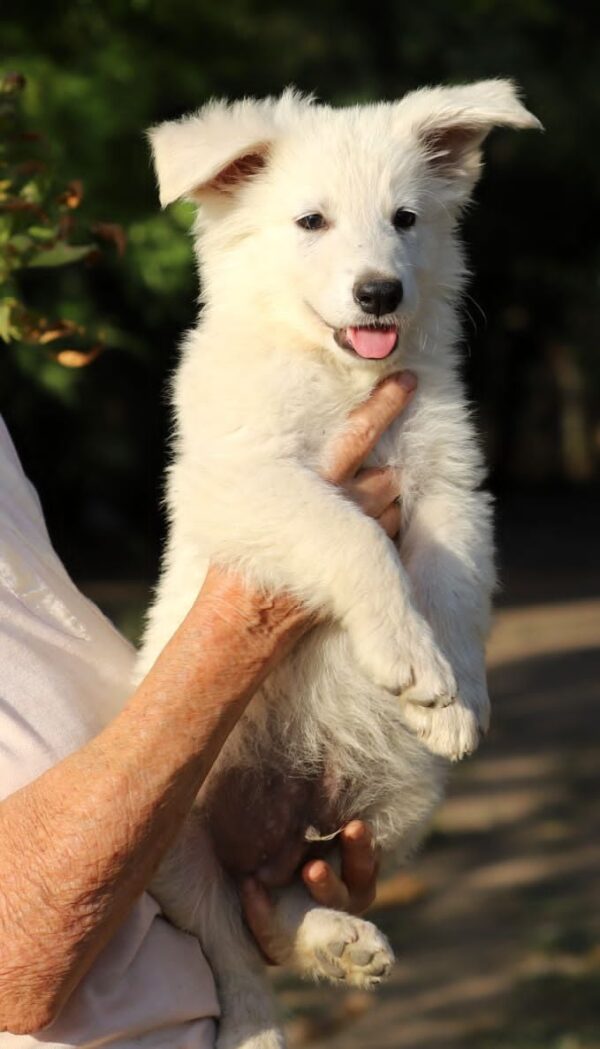 Grey White Swiss Shepherd Grey White Swiss Shepherd