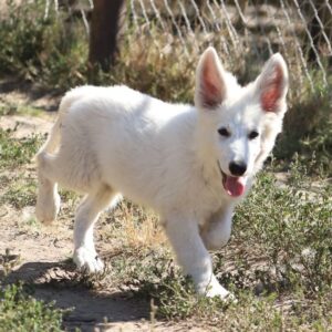 Grey White Swiss Shepherd Grey White Swiss Shepherd