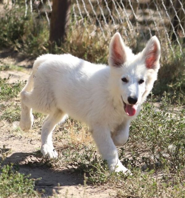 Grey White Swiss Shepherd Grey White Swiss Shepherd