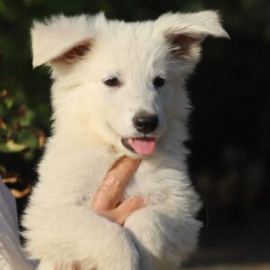 Grey White Swiss Shepherd Grey White Swiss Shepherd