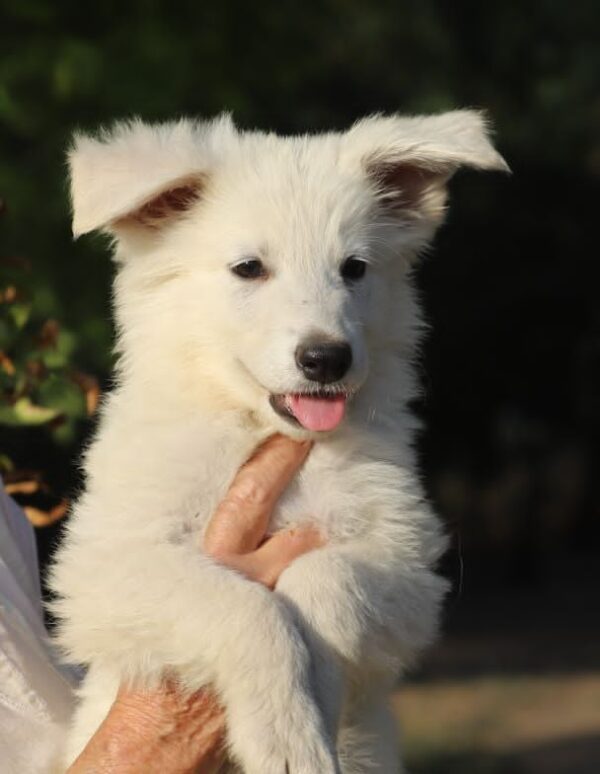Grey White Swiss Shepherd Grey White Swiss Shepherd