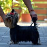Groover-male-yorkshire-terrier-puppy-for-sale- (1)
