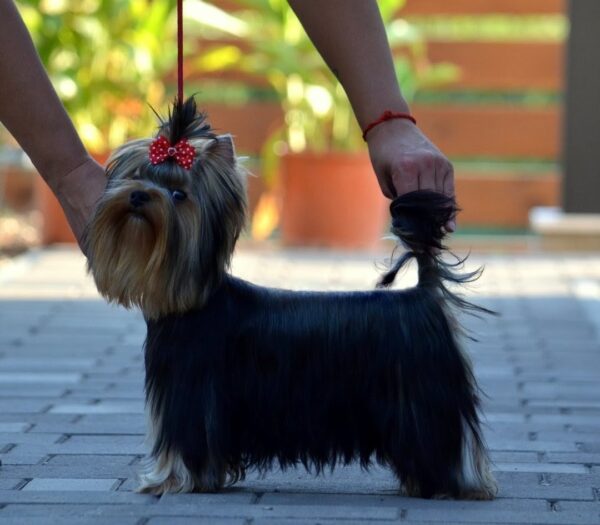 Groover Yorkshire Terrier Groover Yorkshire Terrier