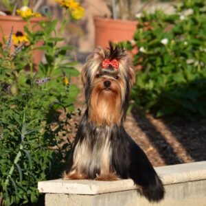 Groover Yorkshire Terrier Groover Yorkshire Terrier