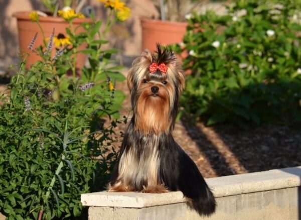 Groover Yorkshire Terrier Groover Yorkshire Terrier