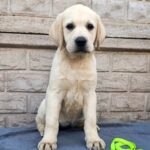 Guinevere-female-Labrador-Retriever-puppy-for-sale-1