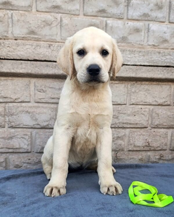 Guinevere Labrador Retriever Guinevere Labrador Retriever