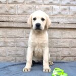 Guinevere-female-Labrador-Retriever-puppy-for-sale-2