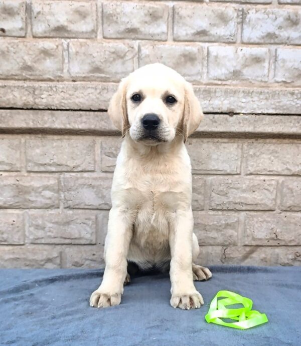 Guinevere Labrador Retriever Guinevere Labrador Retriever