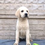 Guinevere-female-Labrador-Retriever-puppy-for-sale-3