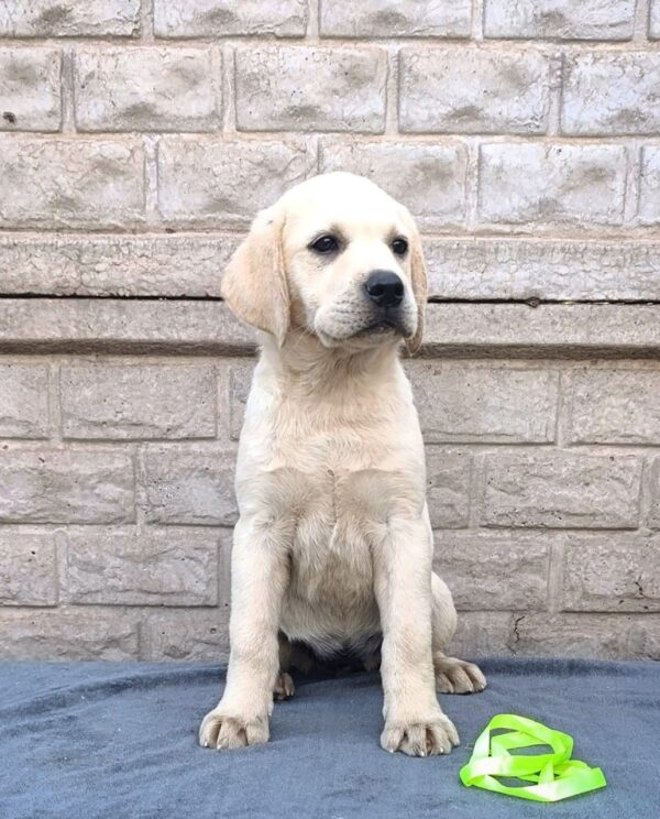 Guinevere Labrador Retriever Guinevere Labrador Retriever