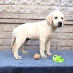 Guinevere-female-Labrador-Retriever-puppy-for-sale-4