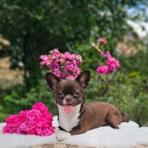 Hailey Chihuahua Hailey Chihuahua