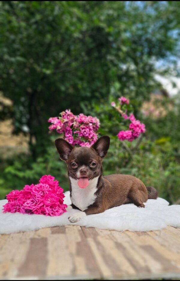 Hailey Chihuahua Hailey Chihuahua