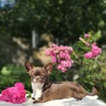 Hailey-female-Chihuahua-puppy-for-sale-2