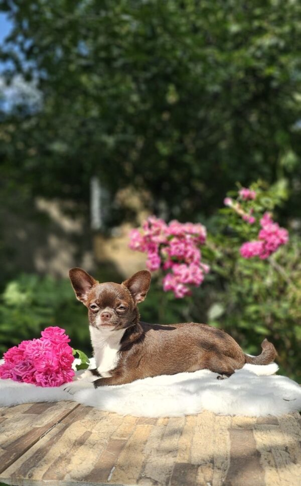 Hailey Chihuahua Hailey Chihuahua