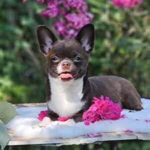 Hailey Chihuahua Hailey Chihuahua