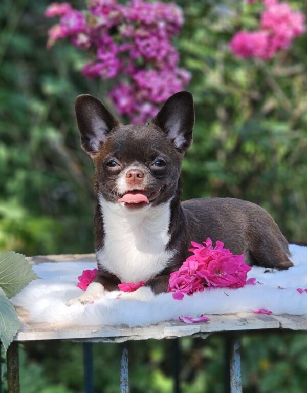 Hailey Chihuahua Hailey Chihuahua