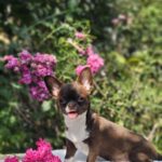 Hailey-female-Chihuahua-puppy-for-sale-4