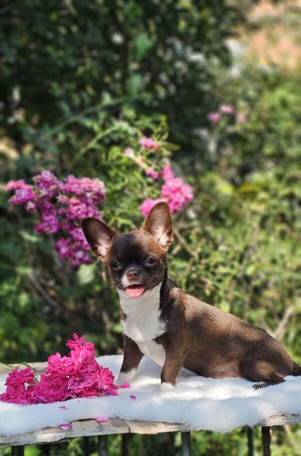 Hailey Chihuahua Hailey Chihuahua