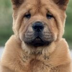 Harison-male-Chow-puppy-for sale-1