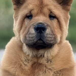 Harison Chow-Chow Harison Chow-Chow