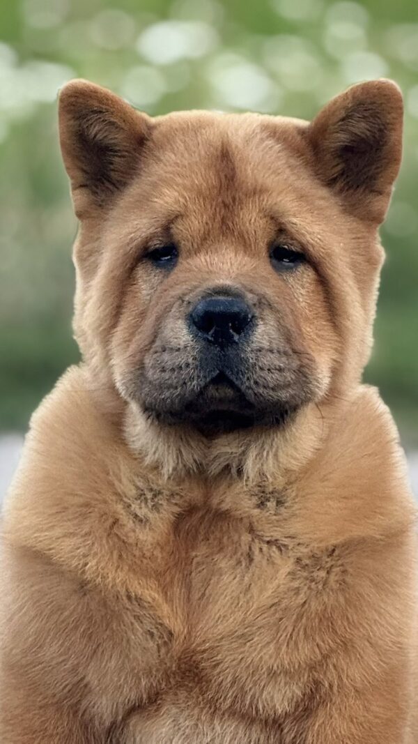 Harison Chow-Chow Harison Chow-Chow