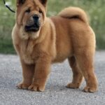 Harison-male-Chow-puppy-for sale-2