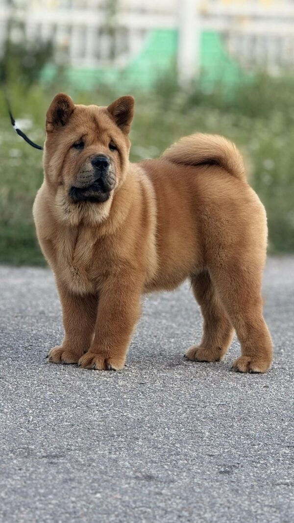 Harison Chow-Chow Harison Chow-Chow