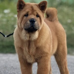 Harison Chow-Chow Harison Chow-Chow