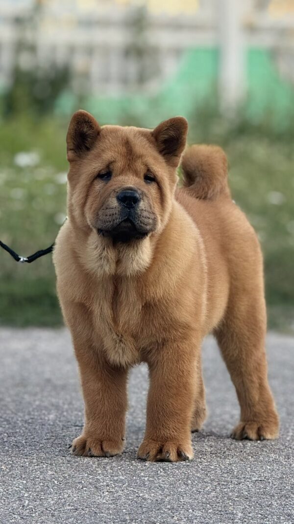 Harison Chow-Chow Harison Chow-Chow