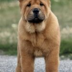 Harison-male-Chow-puppy-for sale-4