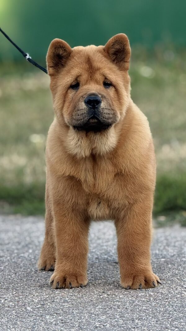 Harison Chow-Chow Harison Chow-Chow