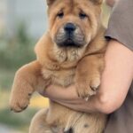 Harison-male-Chow-puppy-for sale-5