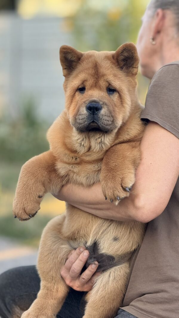 Harison Chow-Chow Harison Chow-Chow