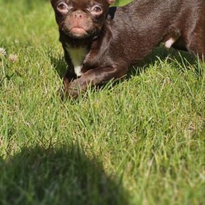 Hayden Chihuahua Hayden Chihuahua