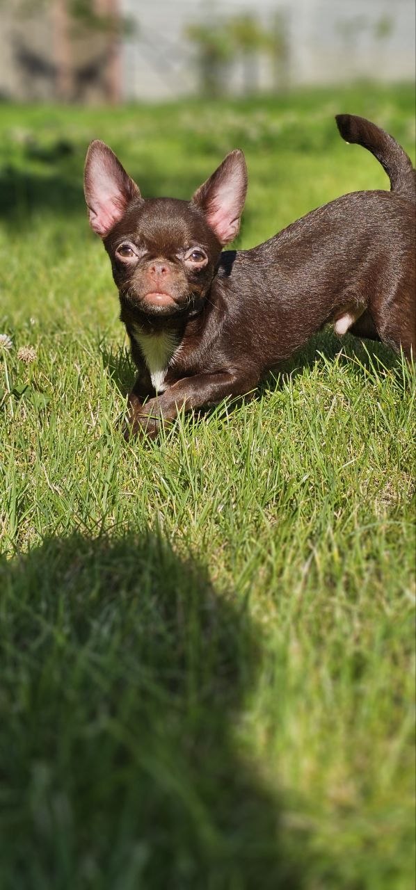 Hayden Chihuahua Hayden Chihuahua
