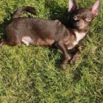Hayden-male-Chihuahua-puppy-for-sale-2