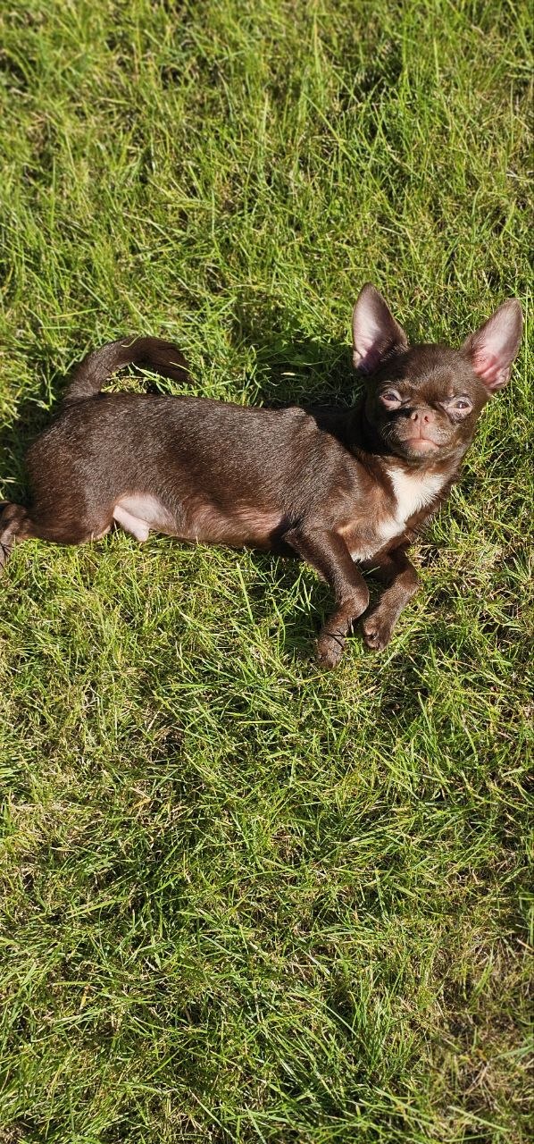 Hayden Chihuahua Hayden Chihuahua