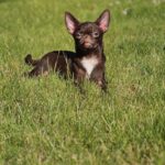 Hayden-male-Chihuahua-puppy-for-sale-3