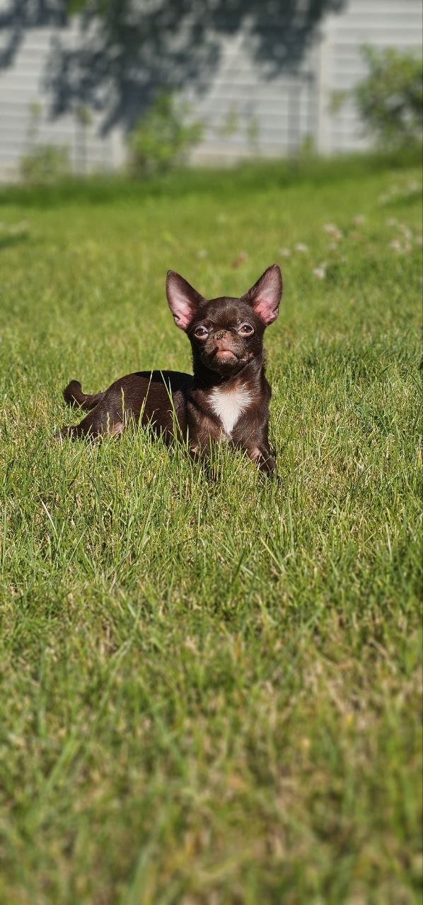 Hayden Chihuahua Hayden Chihuahua