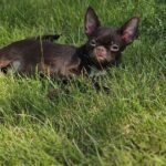 Hayden-male-Chihuahua-puppy-for-sale-4