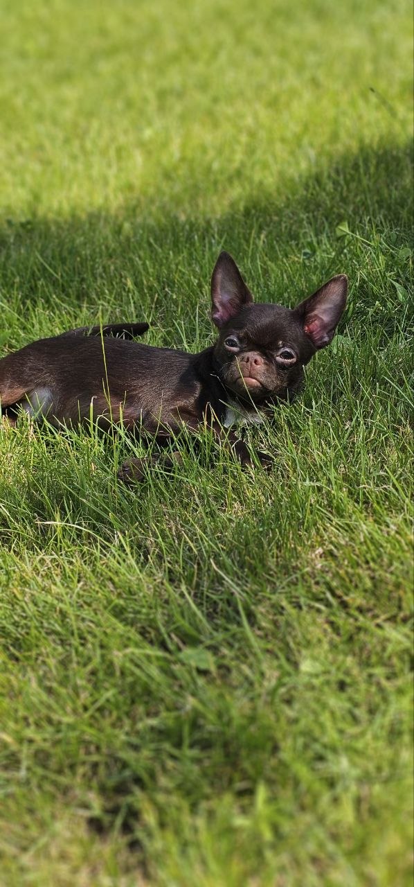 Hayden Chihuahua Hayden Chihuahua