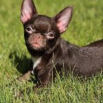 Hayden-male-Chihuahua-puppy-for-sale-5