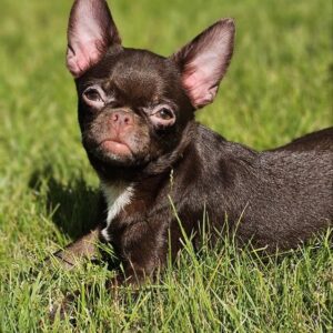 Hayden Chihuahua Hayden Chihuahua