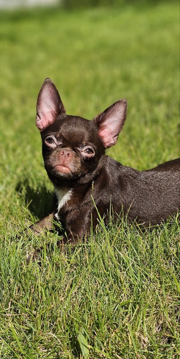 Hayden Chihuahua Hayden Chihuahua