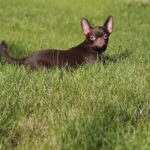 Hayden-male-Chihuahua-puppy-for-sale-6