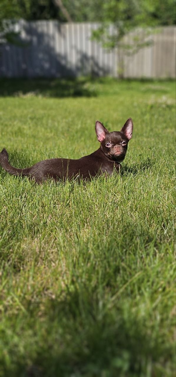 Hayden Chihuahua Hayden Chihuahua