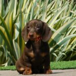 Helen-female-miniature-dachshund-puppy-for-sale- (1)