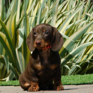 Helen Miniature Dachshund Helen Miniature Dachshund